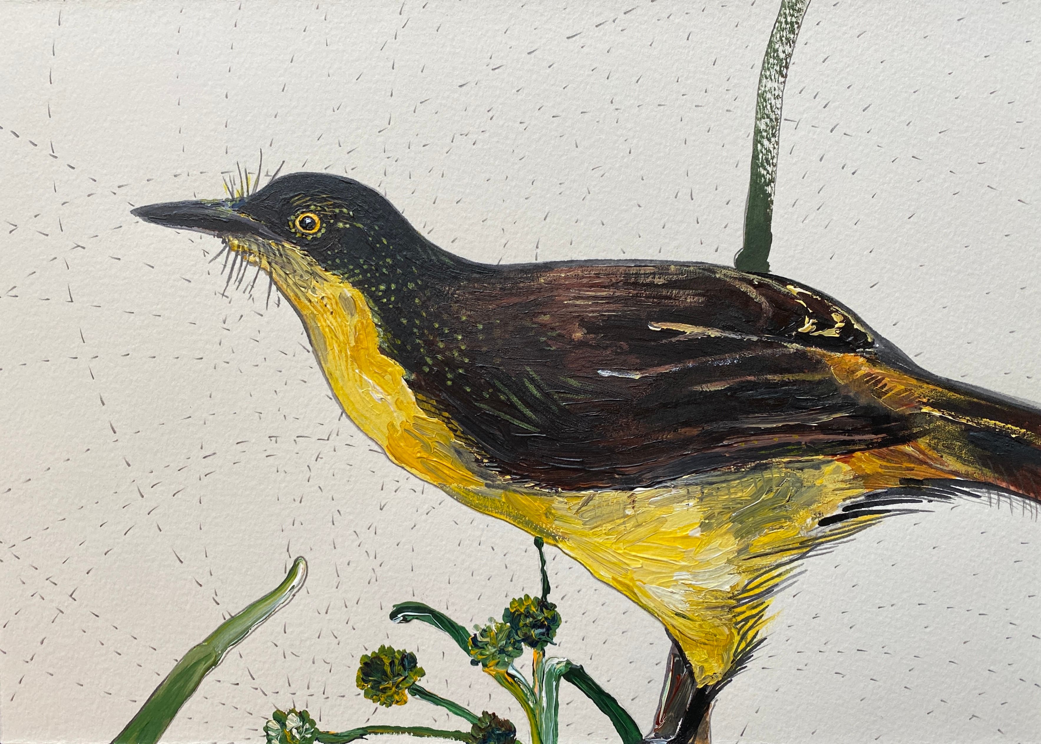 Black-capped Mocking Thrush, 2022 image 1