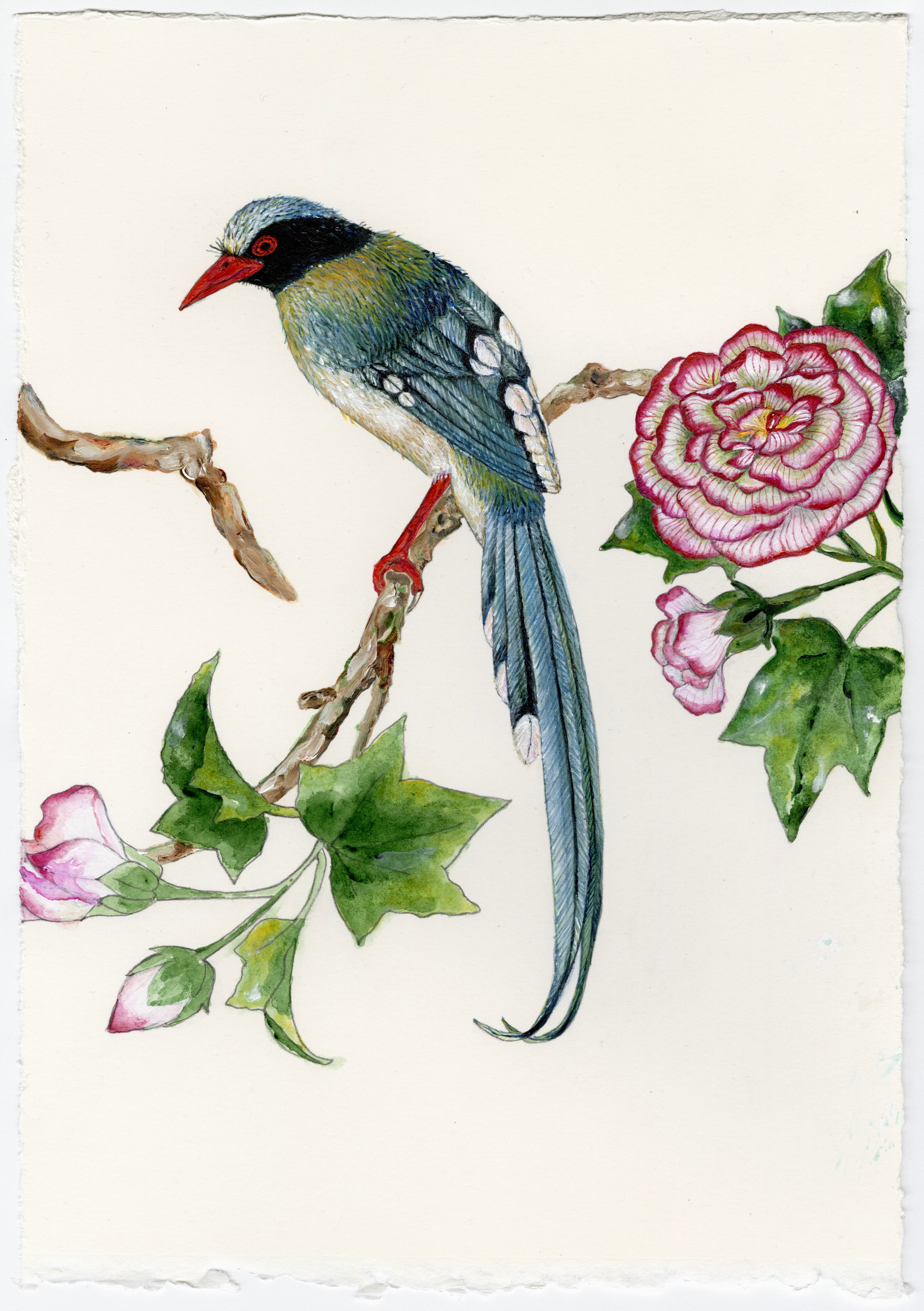 Blue bird with orange bill, 2025 image 1