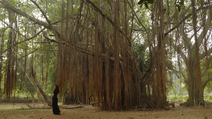 BANYAN STILL copy 2