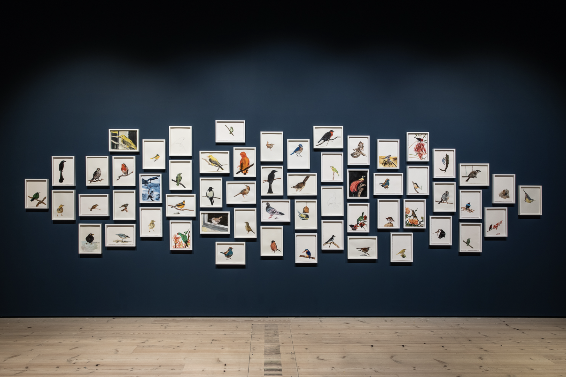 Time Flies - Collection of bird drawings arranged on dark blue gallery wall